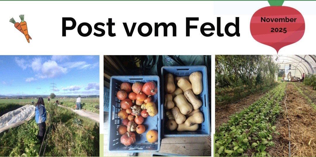 Newsletter November 2025